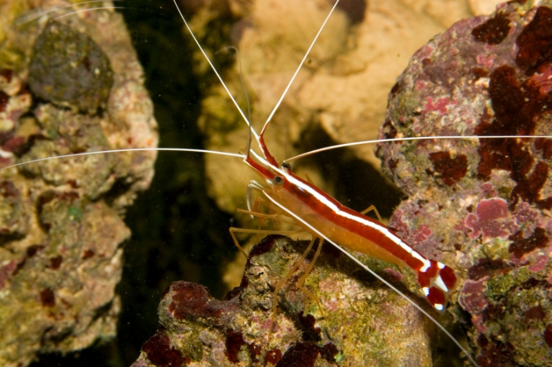 Lysmata ambionensis (pacific scarlet cleaner shrimp), Aquarium.jpg - Lysmata ambionensis (pacific scarlet cleaner shrimp)